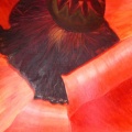 coeur de pavot