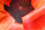 coeur de pavot