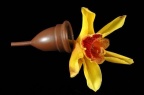 Cueille règles et orchidée