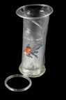 Fémidon et poisson rouge