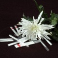 Tests de grossesse et chrysanthème