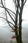 arbres