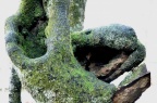 souche 5
