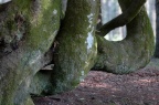 souche 08