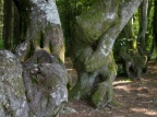 souches 0288