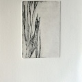 Herb-hier 08
