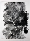 ginkgo 2