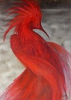 phoenix femelle