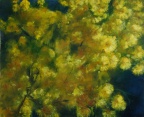 Mimosa - huile sur toile - 46 X 38 (8 F)